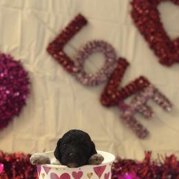 Poodle Puppies from Wild Orchid Poodles
