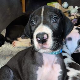 Great Dane Puppies from Galactic Danes