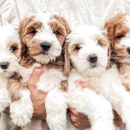 Goldendoodle puppies from The Doodle Spot
