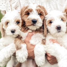 Goldendoodle puppies from The Doodle Spot