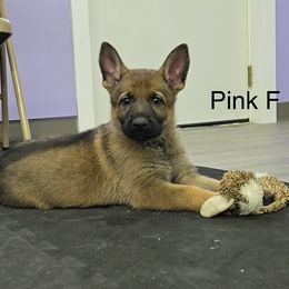 Girl 1 - Sable German Shepherd puppy in Richland, Michigan from Vom Rockwood