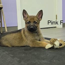 Girl 1 - Sable German Shepherd puppy in Richland, Michigan from Vom Rockwood