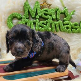 Bodock, boy, pending DNA. - Dapple male Dachshund puppy in Waynesboro, Tennessee from Owl Hollow Farm Miniature Dachshunds