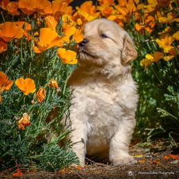 She's going to be stunning, as are all the girls.  Incredible pedigree. - Golden female Golden Retriever puppy in Palmdale, California from AmazingK9s