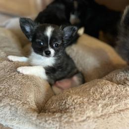 Sparky.    2500 - Blue brindled fawn male Chihuahua puppy in Tecumseh, Oklahoma from Callie’s Happy Chihuahuas, Callie’s Happy Treasures LLC