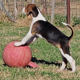 American Foxhound puppies from Carben Copy’s American Foxhounds