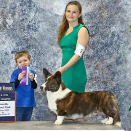 Salem - Cardigan Welsh Corgi