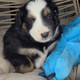 Jimmy - Black tri male Miniature Australian Shepherd puppy in Lincoln, California from Elegant Aussies