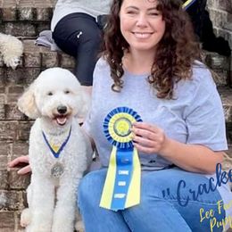 Crackers - Goldendoodle