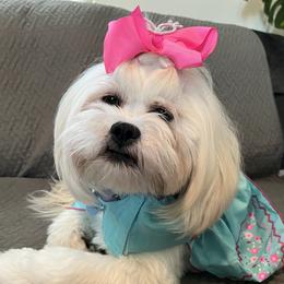 Khali - Lhasa Apso