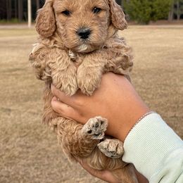 Goldendoodle Puppies from Deanna Ray
