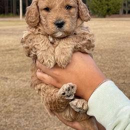 Goldendoodle Puppies from Deanna Ray