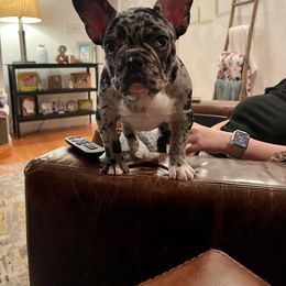 French Bulldog All Grown Up from Beau's French Bulldogs