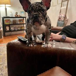French Bulldog All Grown Up from Beau's French Bulldogs