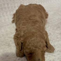 Pekingese and Poodle Puppies from Dogs lovers