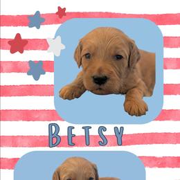 Betsy - Apricot female Goldendoodle puppy in Coarsegold, California from Hobbit Hollow Acres