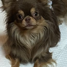 Chihuahuas from Rosa's Chihuahuas