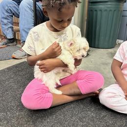 Coton de Tulear and Poodle Puppies from Legacy Pets