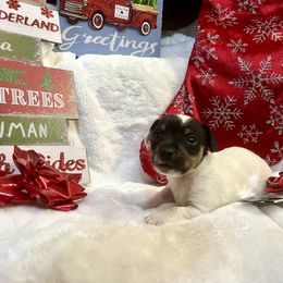 Border Collie and Jack Russell Terrier Puppies from CP FARMS BORDER COLLIES N JACKS CORP