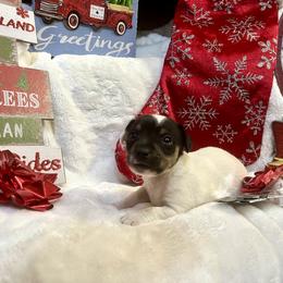 Border Collie and Jack Russell Terrier Puppies from CP FARMS BORDER COLLIES N JACKS CORP