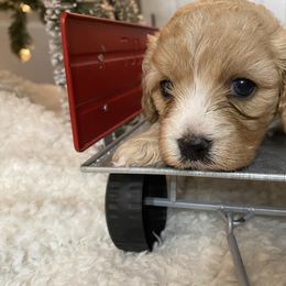 Cavalier King Charles Spaniel and Cavapoo Puppies from K’s Cavys