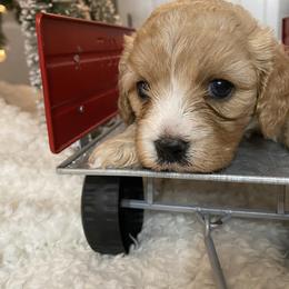 Cavalier King Charles Spaniel and Cavapoo Puppies from K’s Cavys