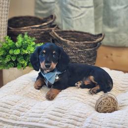 AKC Meet Cooper :) - Black and tan male Dachshund puppy in Centerville, Iowa from Barnyard Dachshunds, Dals & Doodles