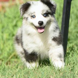 Poetic - Blue merle female Toy Australian Shepherd puppy in Chickasha, Oklahoma from Rustic Lace