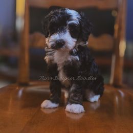 Onyx Valour - Black tri-color male Aussiedoodle puppy in Centreville, Mississippi from Trin's Designer Doodles