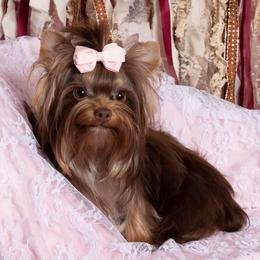 Yorkshire Terrier All Grown Up from Absolut' Parti Yorkies