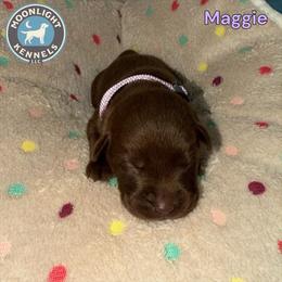 Maggie - Lavender Collar - Chocolate female Labrador Retriever puppy in Elloree, South Carolina from Moonlight Kennels LLC