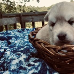 Pomsky and Siberian Husky Puppies from Cold Mountain Kennel