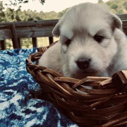 Pomsky and Siberian Husky Puppies from Cold Mountain Kennel