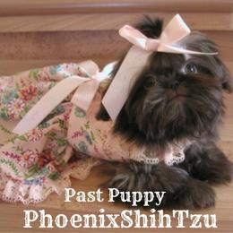 Shih Tzu Puppies from Phoenix Shih Tzu