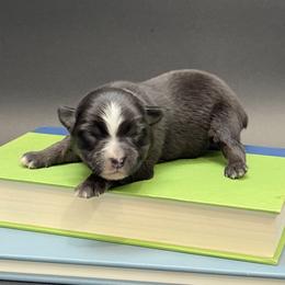 Mercedes - Black tri female Miniature Australian Shepherd puppy in Covington, Pennsylvania from Rigas Mini Aussies LLC