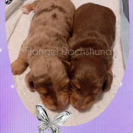 Dachshund Puppies from Flangel Dachshunds