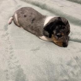 Dachshund Puppies from Lilly's Long Dogs