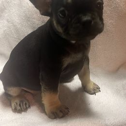 Miss Dutchess - Black and tan French Bulldog puppy in Joplin, Missouri from Midwest Beautiful Frenchies