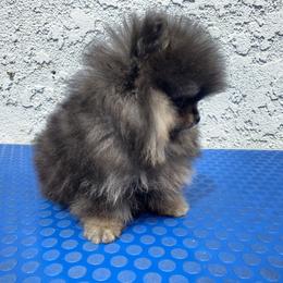 Pomeranian Puppies from Uniquepombabies