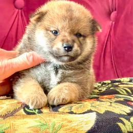 Ahsoka - Red female Shiba Inu puppy in Greer, South Carolina from Crescent Moon Shibas