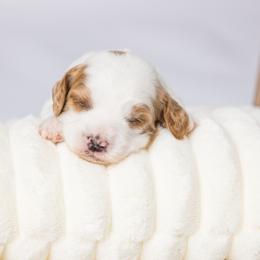 Cavapoo Puppies from North Ranch Doodles