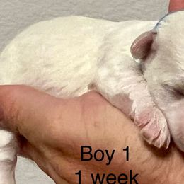 Bichon Frise Puppies from Sissy’s Heavenly Paws