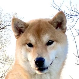 Scarlett - Shiba Inu