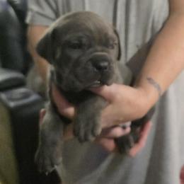 Blue 3 - Gray male Cane Corso puppy in Jacksonville, Florida from Fleming Cane Corso's