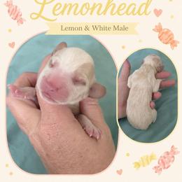 Lemonhead - Lemon and white male Beagle puppy in Lake City, Florida from Sunkissed Beagles