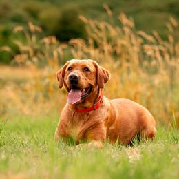 Annie - Labrador Retriever
