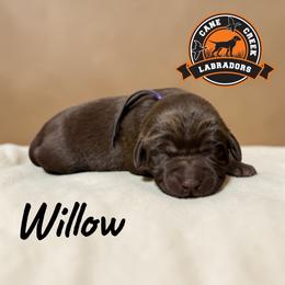 Willow - Chocolate female Labrador Retriever puppy in Dickson, Tennessee from Cane Creek Labradors
