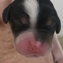 Hunter - Blue belton and tan (tri-color) male English Setter puppy in Morrice, Michigan from Wild Bird Setters