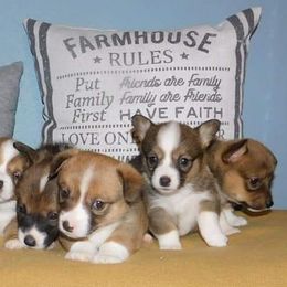 Cardigan Welsh Corgis from Julie’s Jewels Puppies