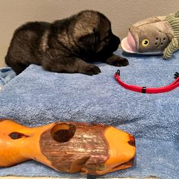 Red - Gray sable female Shiloh Shepherd puppy in Montezuma, Iowa from Shoreline Shilohs